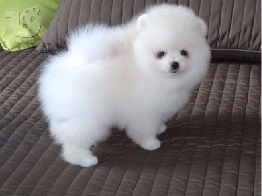 Προσφορά χαριτωμένων κουταβιών Pomeranian